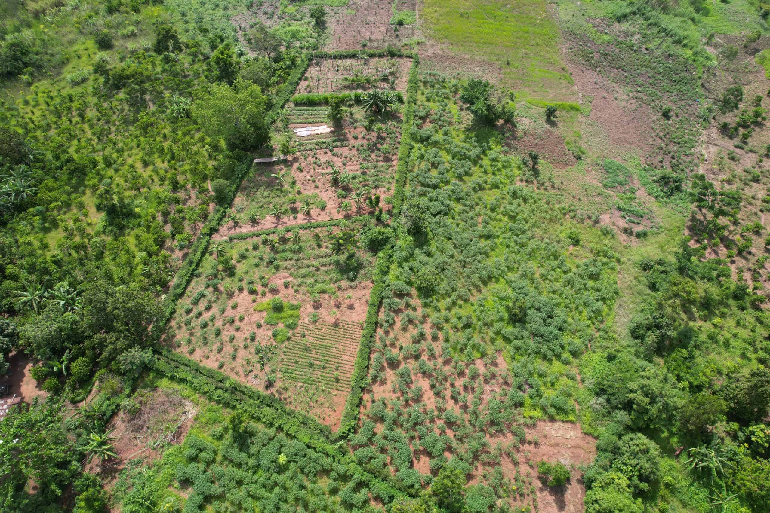 Tree planting